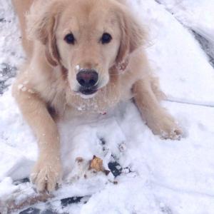 1503998_579915738755336_622614291_n