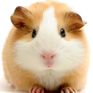 Guinea-pig