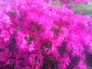 1913255_10203366366553064_75672193054253996_o