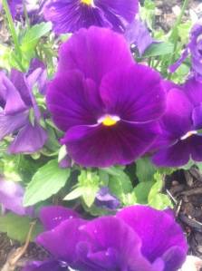 10291702_10203434252810178_6995789810461348475_n