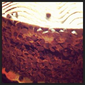 10552629_666093300148886_6513048131068935916_n