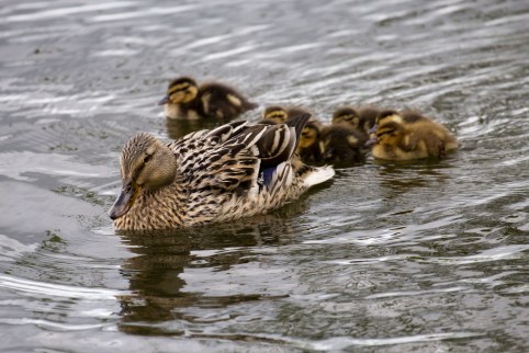 7382.Mallard-ducklings-_2800_8_2900_