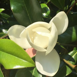 17706_856740784406162_3201556077869643453_n