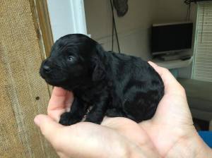 13082512_460706927468264_2306360859672579595_n