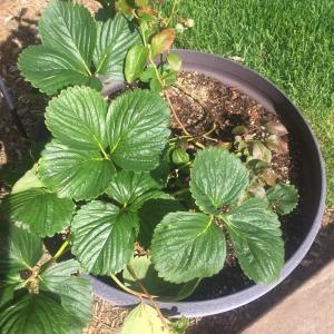 13331088_1028097343948478_4464314832317534370_n