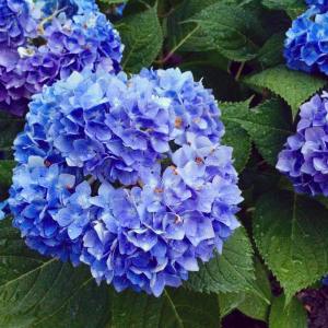 13350372_10209563986000656_5988910951039835467_o